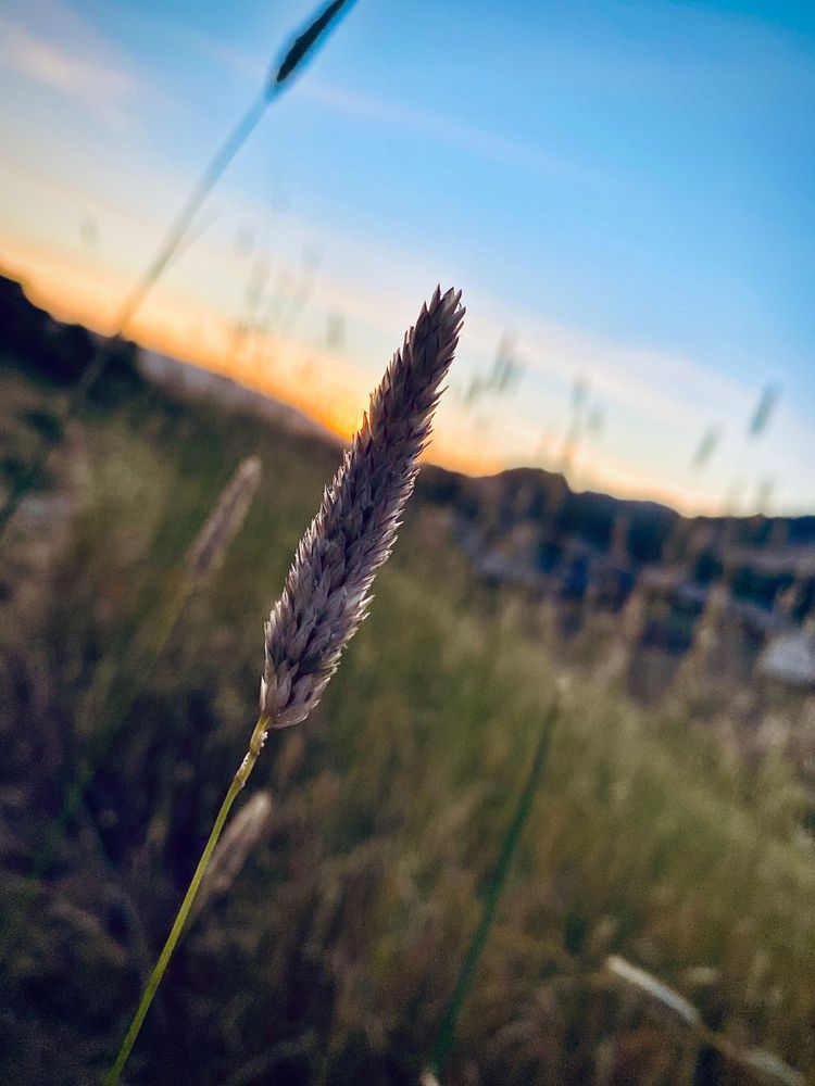 Flower In Sunset Art | The Eclectic Art Source LLC
