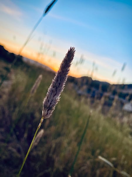 Flower In Sunset Art | The Eclectic Art Source LLC