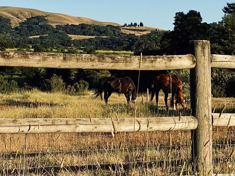 Beautiful Horses Art | The Eclectic Art Source LLC