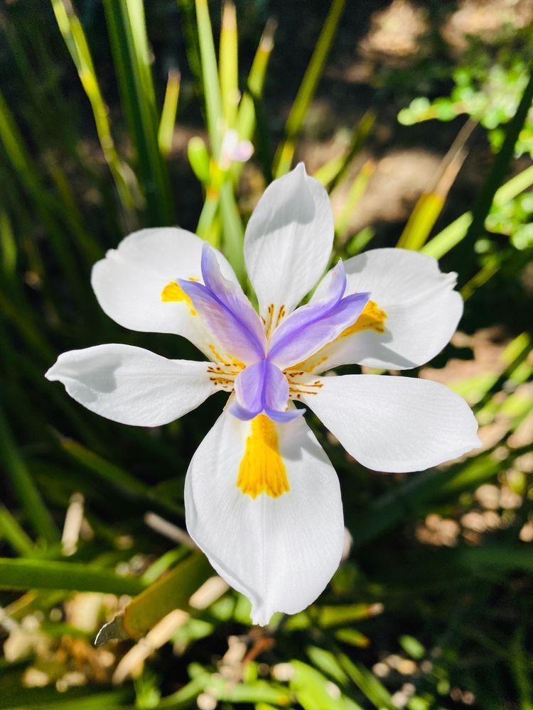 Blooming Lily Art | The Eclectic Art Source LLC