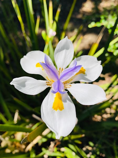 Blooming Lily Art | The Eclectic Art Source LLC