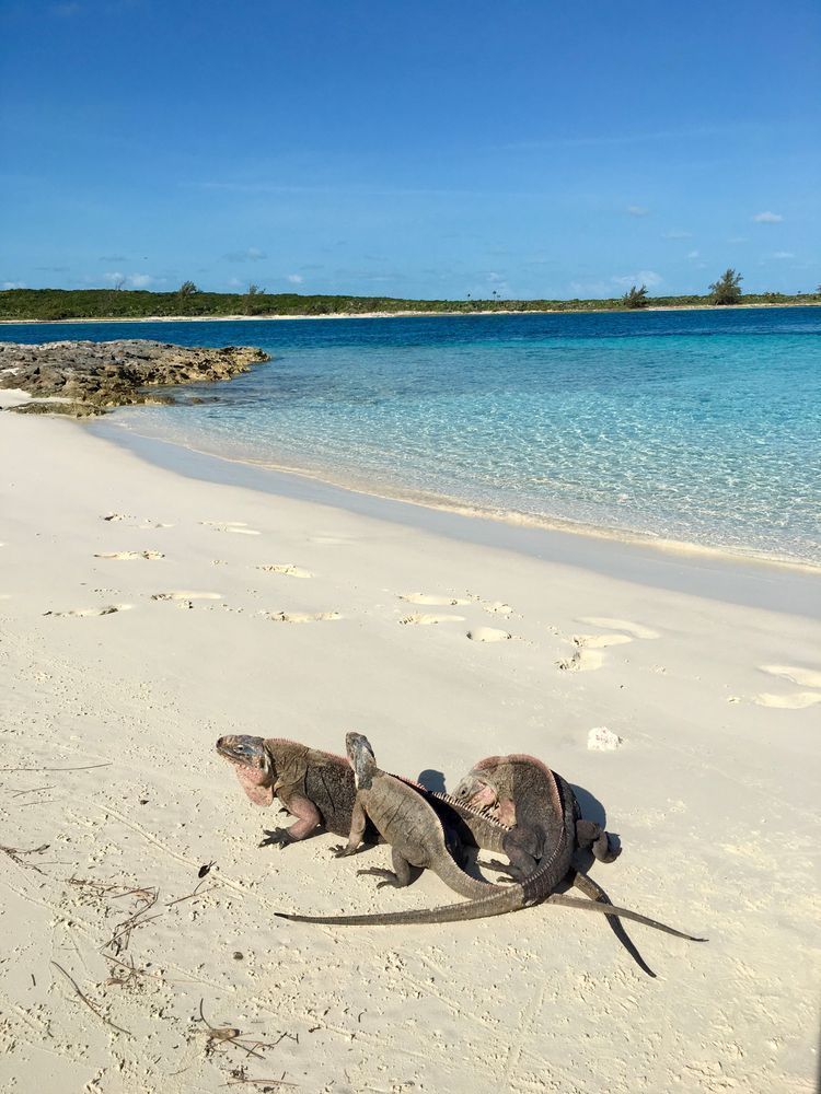 Iguana Island Art | The Eclectic Art Source LLC