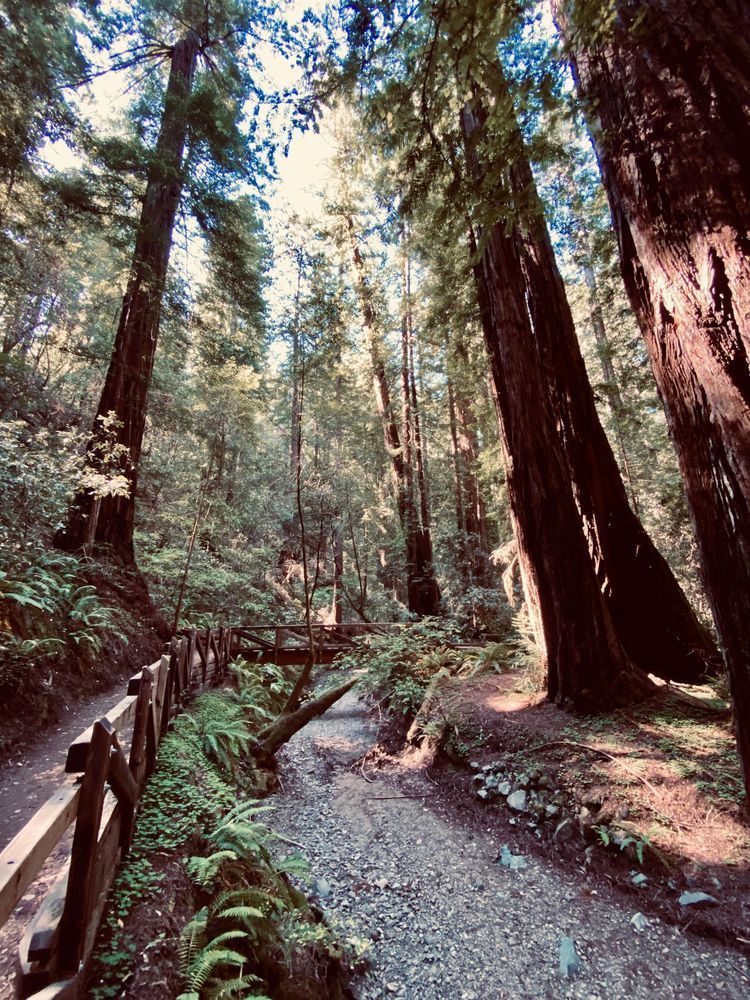 Trails In The Forest Art | The Eclectic Art Source LLC
