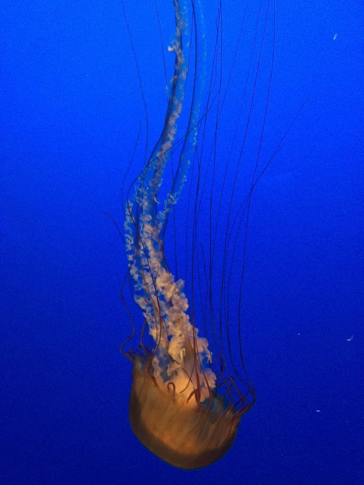 Jellyfish Beauty Art | The Eclectic Art Source LLC