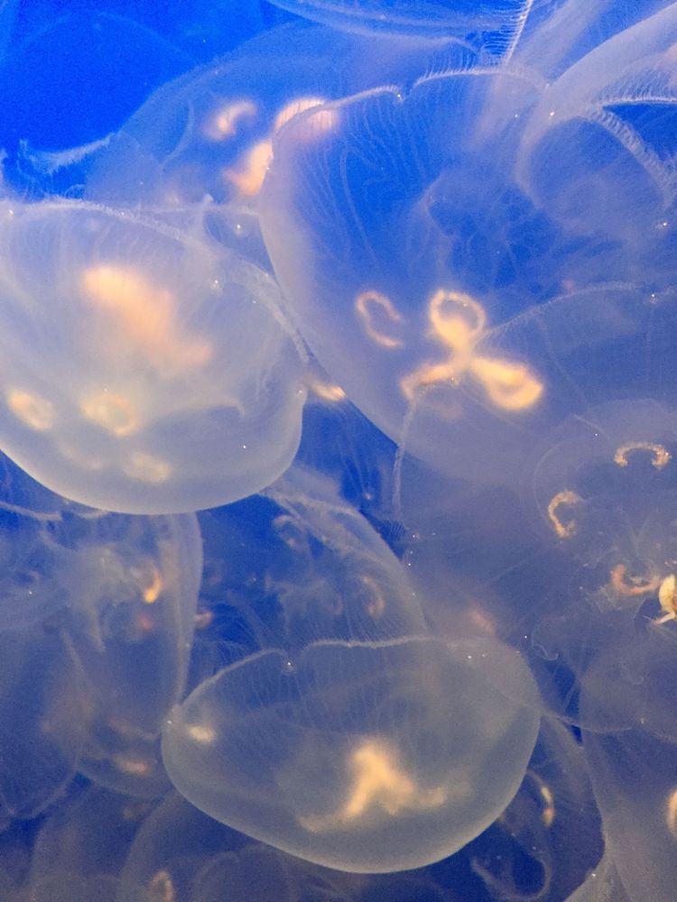 Jellyfish Party Art | The Eclectic Art Source LLC