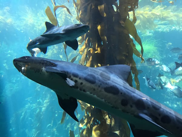 Sea Sharks Art | The Eclectic Art Source LLC