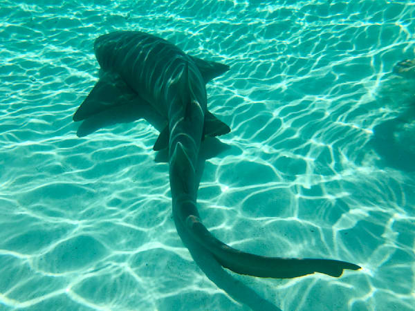 Shark Love Art | The Eclectic Art Source LLC