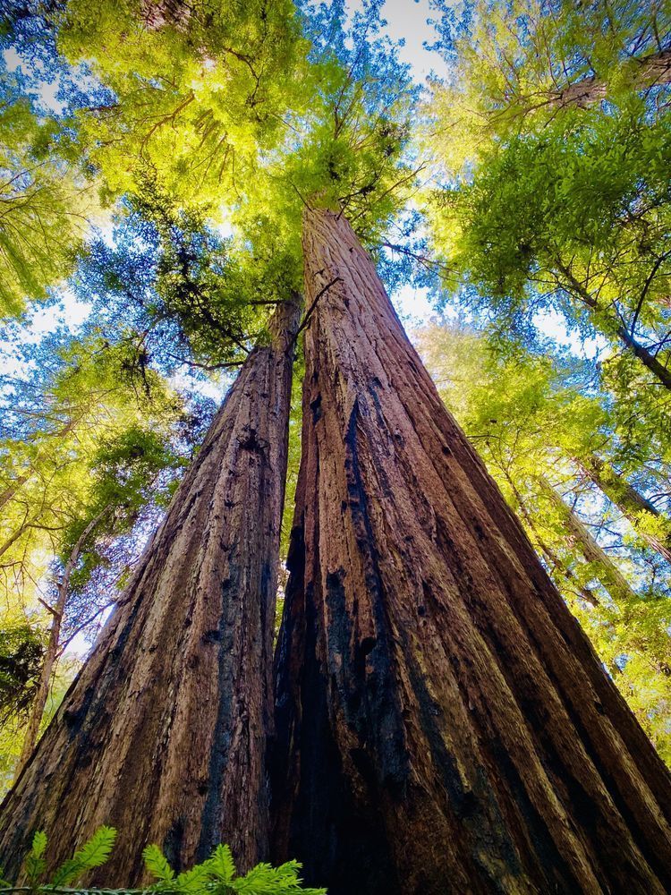 Two Giants Art | The Eclectic Art Source LLC