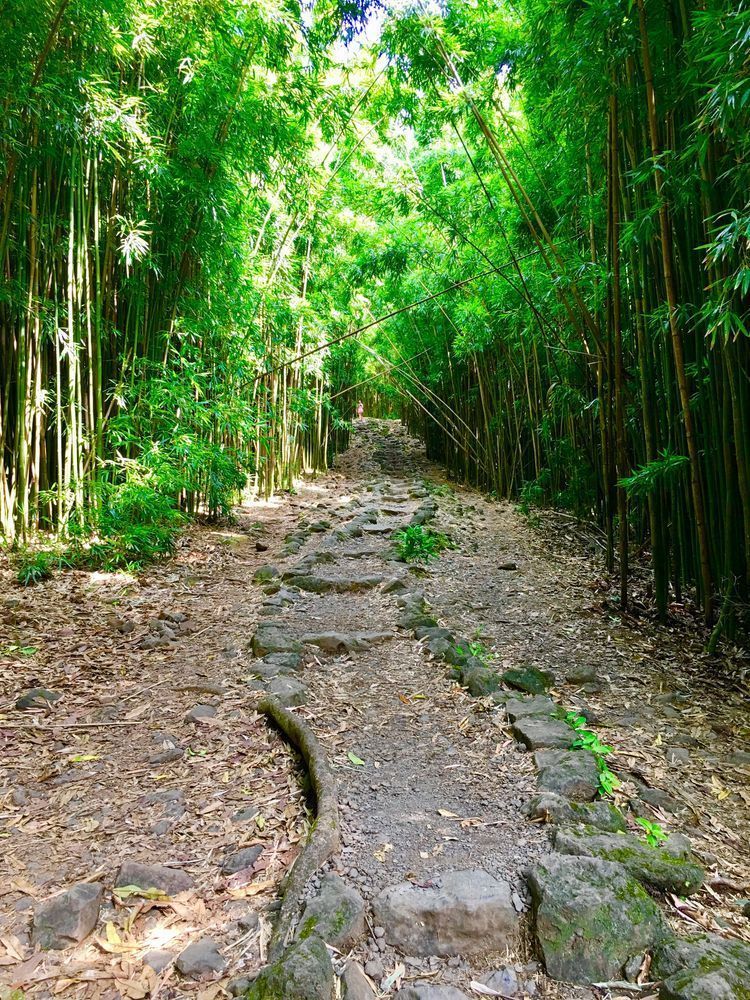 Trails In The Forest Art | The Eclectic Art Source LLC