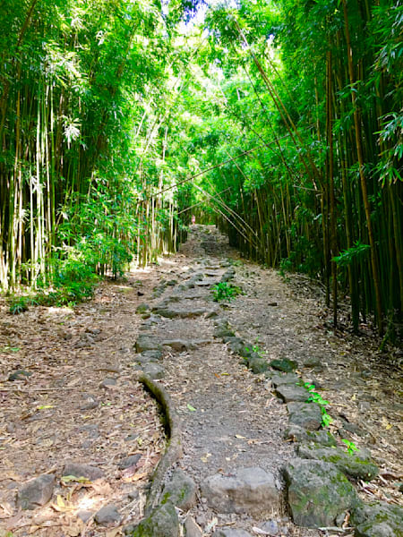 Trails In The Forest Art | The Eclectic Art Source LLC