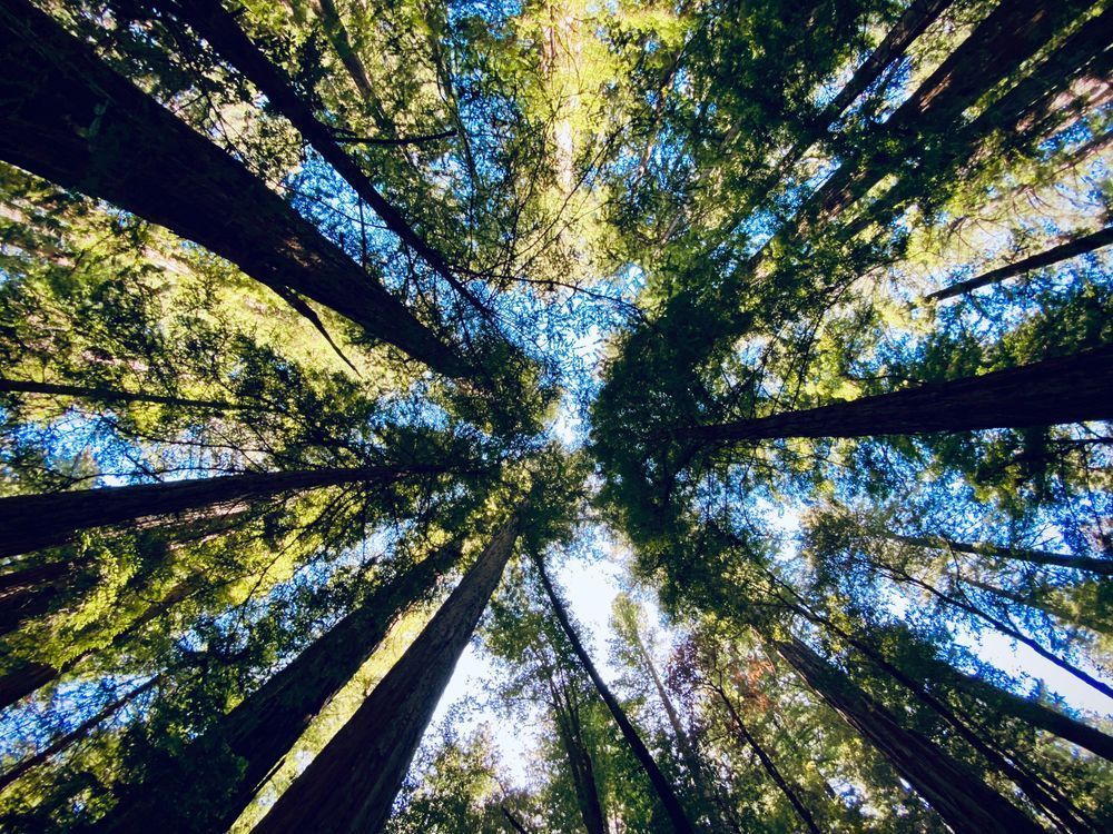 Look Up To The Sky Art | The Eclectic Art Source LLC