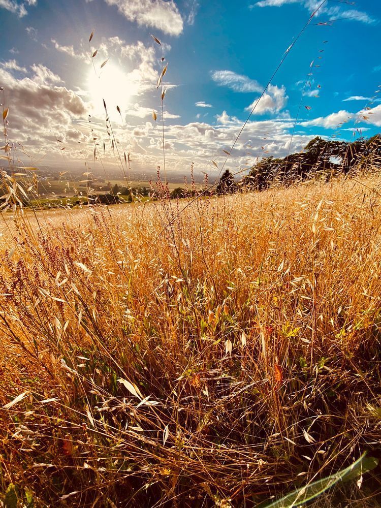 Summer Fields Art | The Eclectic Art Source LLC