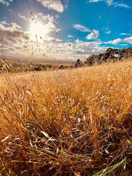 Summer Fields Art | The Eclectic Art Source LLC