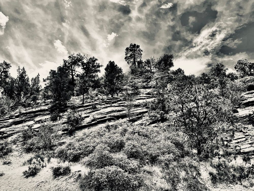 Mountainside Forest Art | The Eclectic Art Source LLC