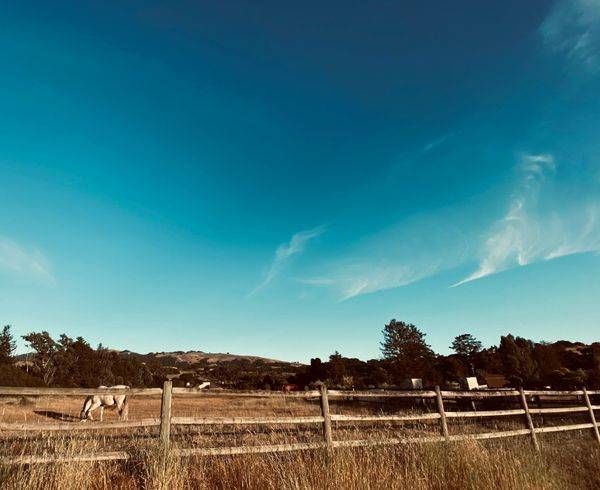 Horses In The Valley Art | The Eclectic Art Source LLC
