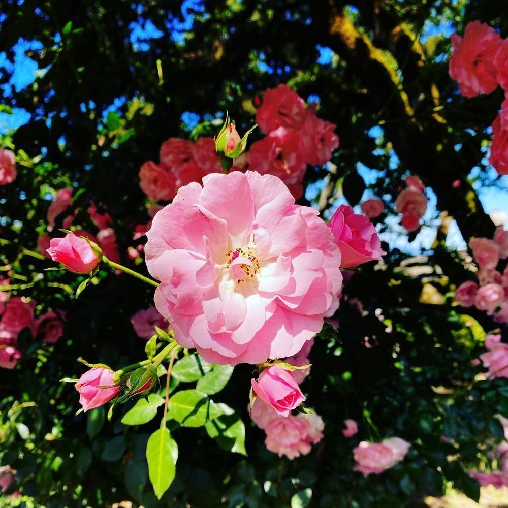 Roses Are Pink Art | The Eclectic Art Source LLC