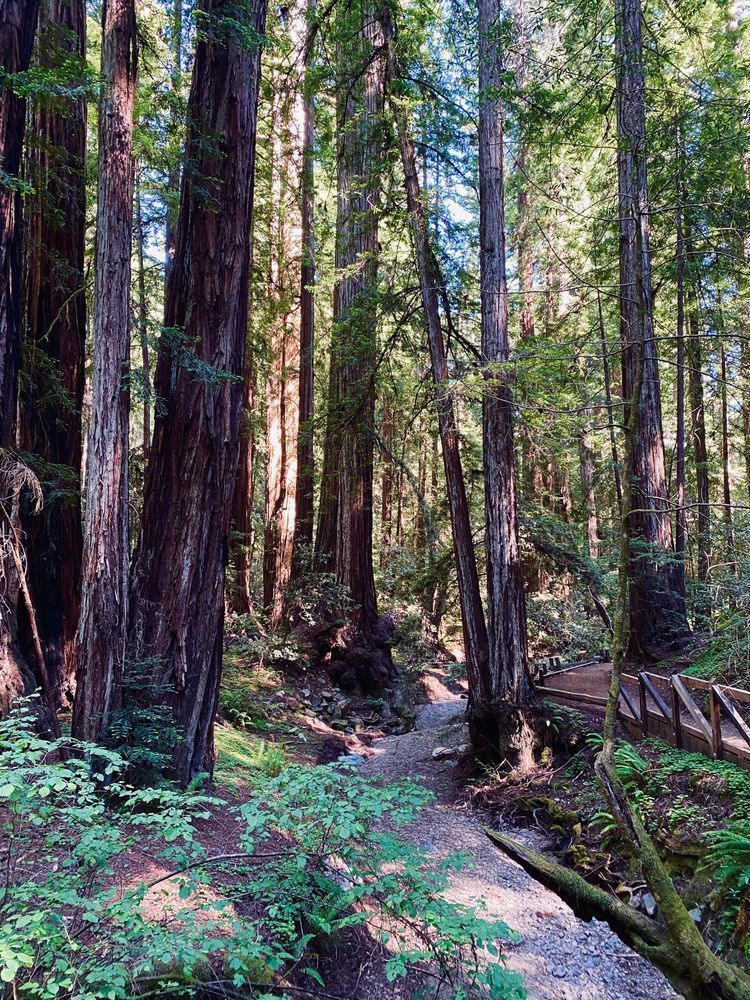 Trail Of Giants Art | The Eclectic Art Source LLC