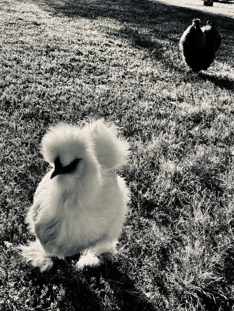 Chicken Cool Art | The Eclectic Art Source LLC