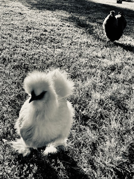 Chicken Cool Art | The Eclectic Art Source LLC