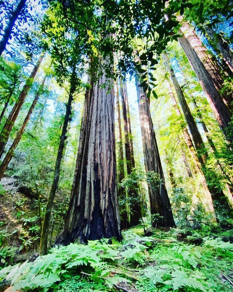 Surrounded By The Forest Art | The Eclectic Art Source LLC