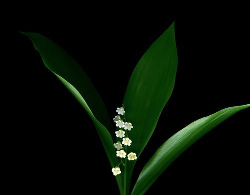 Lilly of the Valley V Photo Print