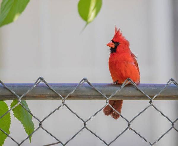 Birds