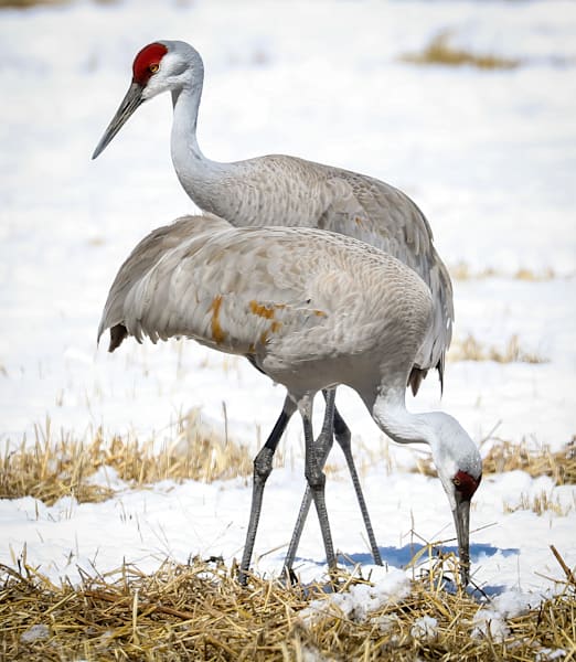 Sandhill Cranes