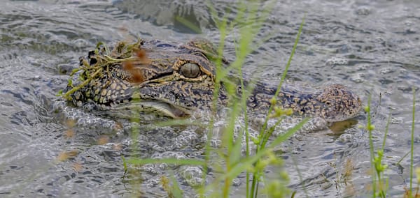 Florida Wildlife