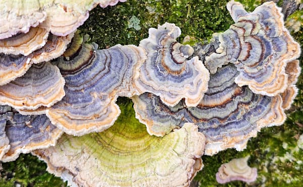 Fabulous Fungi