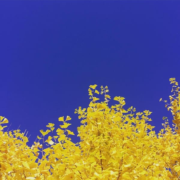 Royal Blue Skies