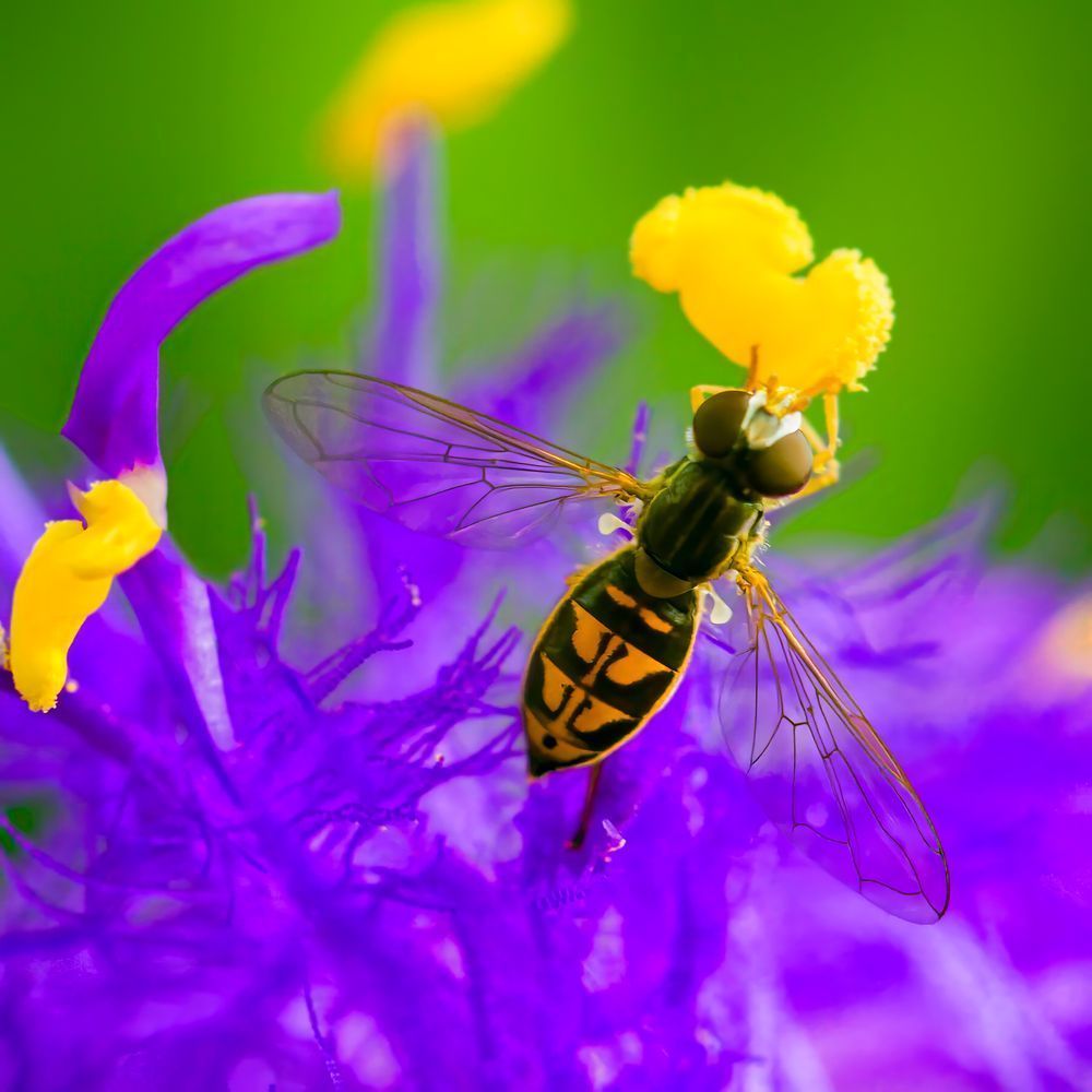 Bee Macro 12x12 Crop 1223 Photography Art | Michael Malandra Fine Art & Photography