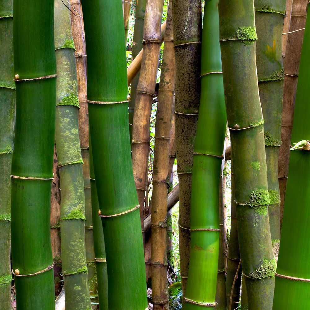 Bamboo 12x12 Crop 1223 Photography Art | Michael Malandra Fine Art & Photography