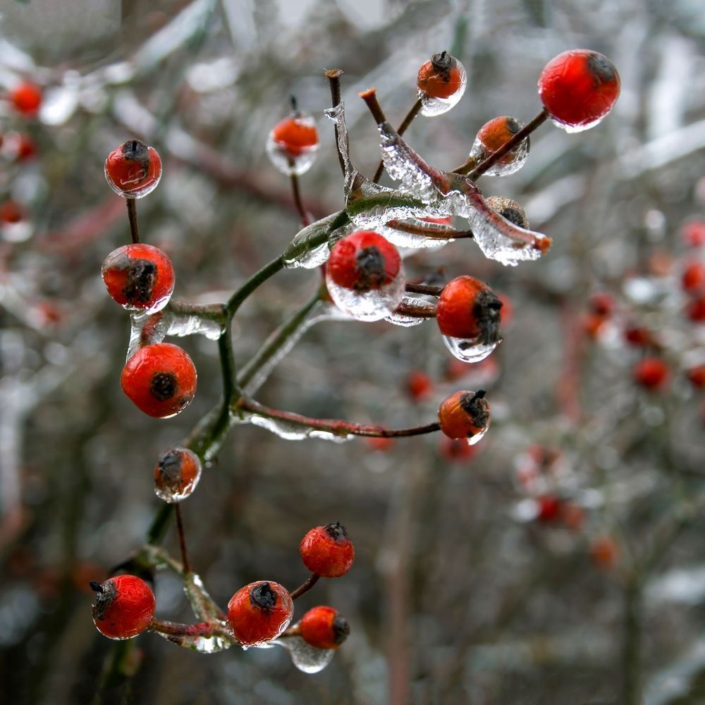 Frozen Berries 12x12 Crop 1223 Photography Art | Michael Malandra Fine Art & Photography