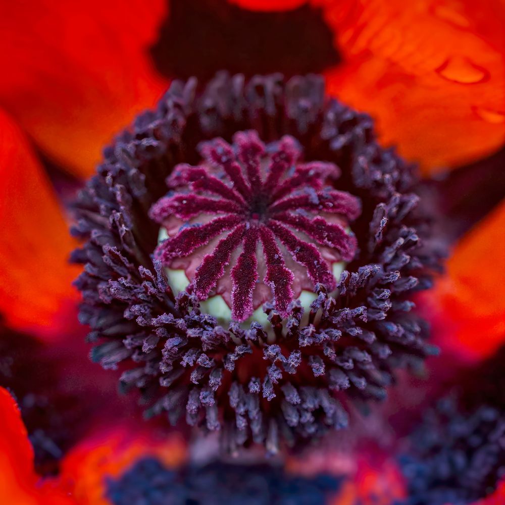 Flower Macro 2 12x12 Crop 1223 Photography Art | Michael Malandra Fine Art & Photography