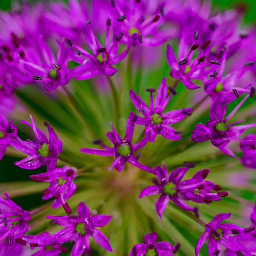 Flower Macro 3 12x12 Crop 1223 Photography Art | Michael Malandra Fine Art & Photography