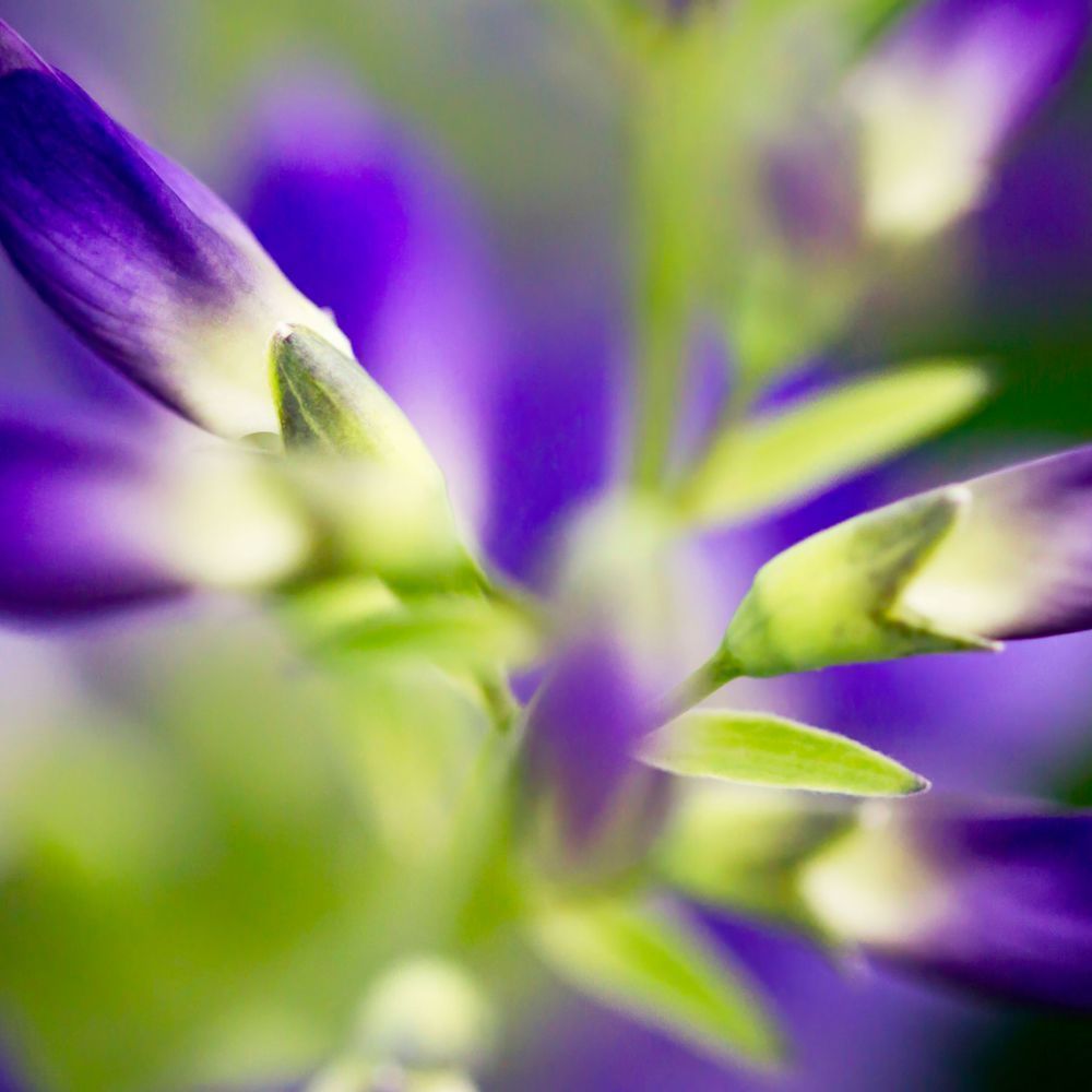 Flower Macro 4 12x12 Crop 1223 Photography Art | Michael Malandra Fine Art & Photography