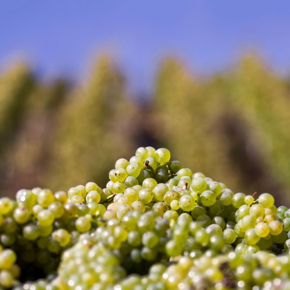 Grapes 12x12 Crop 1223 Photography Art | Michael Malandra Fine Art & Photography
