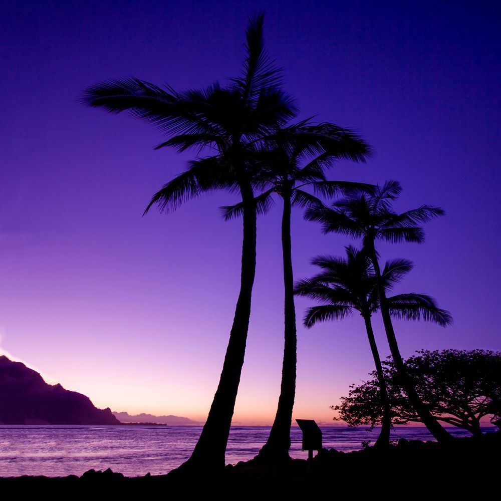 Hawaii Palm Tree 12x12 Crop 1223 Photography Art | Michael Malandra Fine Art & Photography
