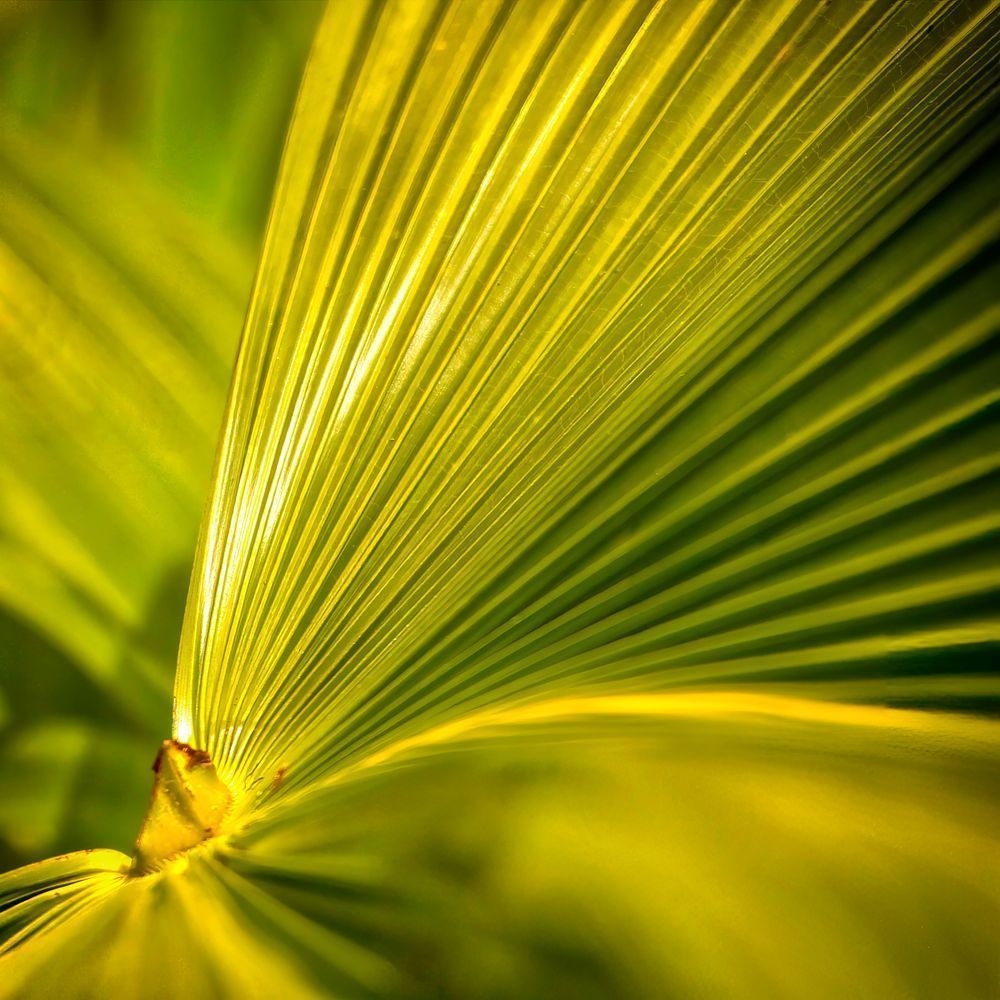 Leaf Macro 3 12x12 Crop 1223 Photography Art | Michael Malandra Fine Art & Photography