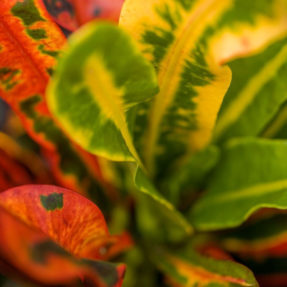 Leaf Macro 12x12 Crop 1223 Photography Art | Michael Malandra Fine Art & Photography