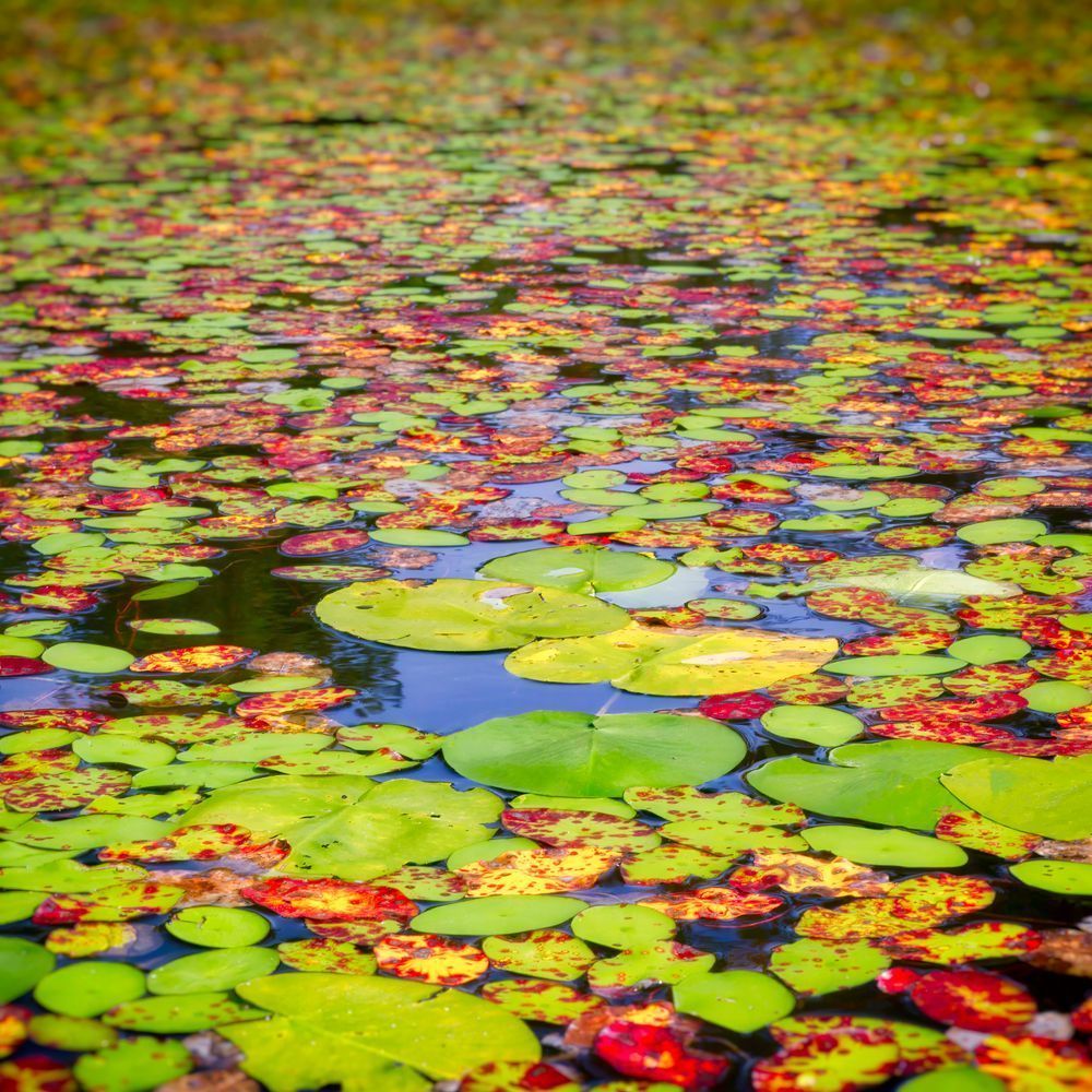 Lillypads 12x12 Crop 1223 Photography Art | Michael Malandra Fine Art & Photography