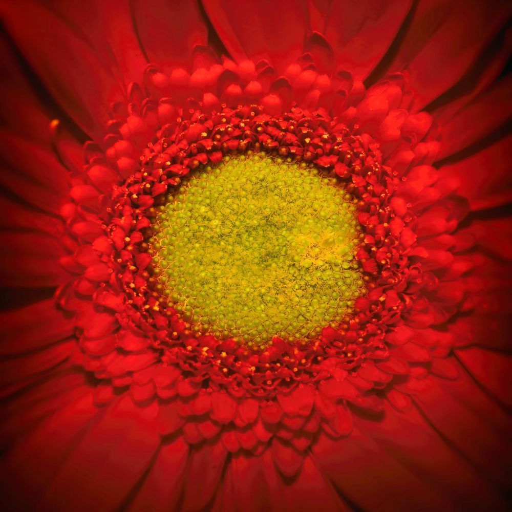 Red Flower Macro 12x12 Crop 1223 Photography Art | Michael Malandra Fine Art & Photography