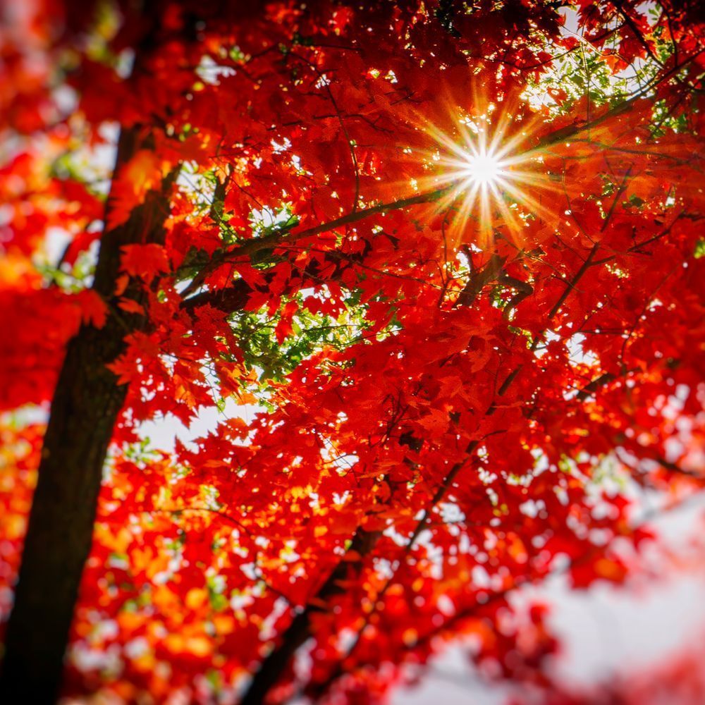 Sun Burst 12x12 Crop 1223 Photography Art | Michael Malandra Fine Art & Photography