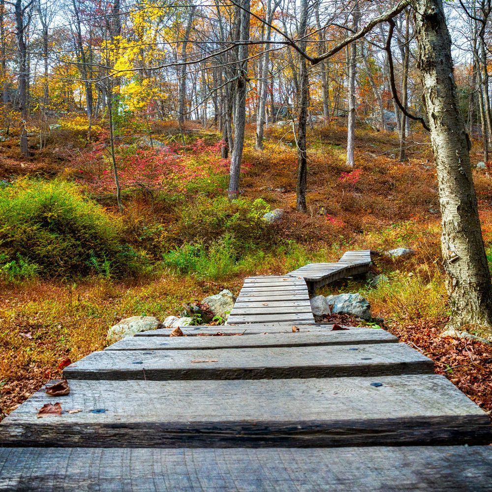 Wood Path 12x12 Crop 1223 Photography Art | Michael Malandra Fine Art & Photography