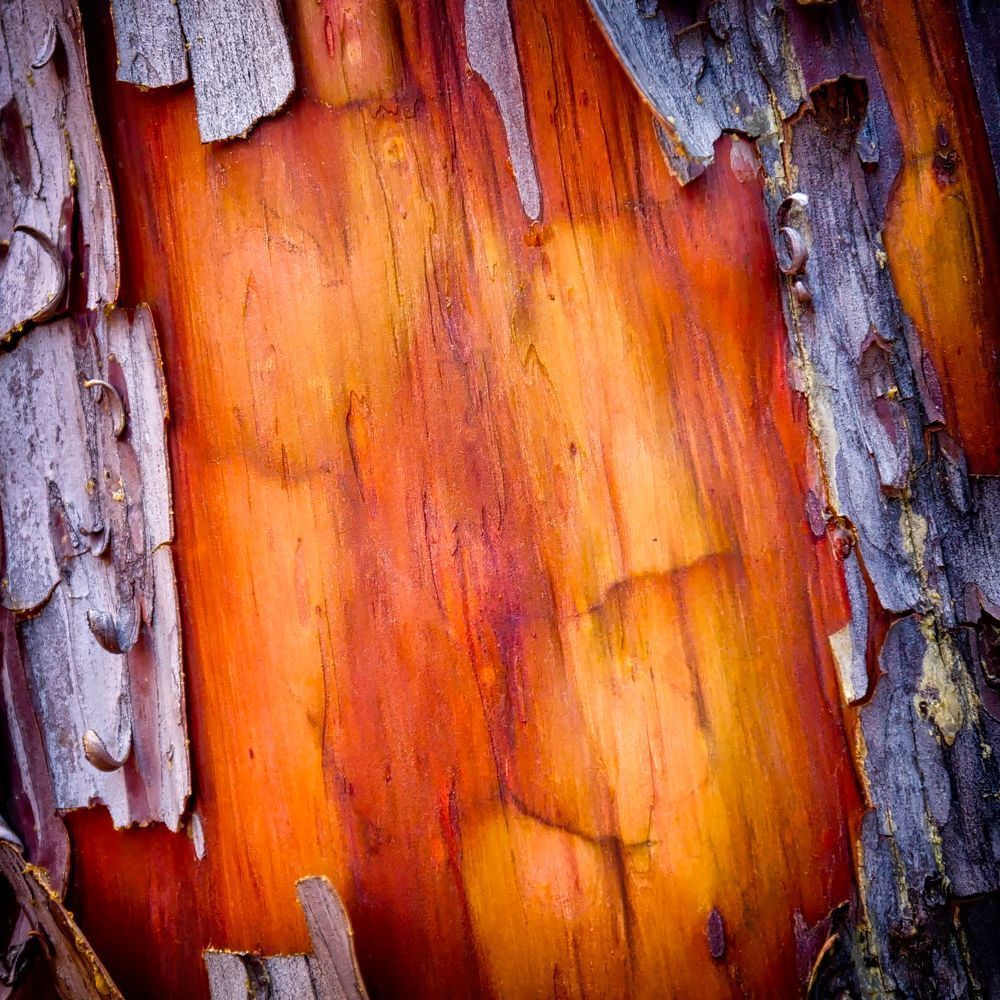 Tree Bark 2 12x12 Crop 1223 Photography Art | Michael Malandra Fine Art & Photography