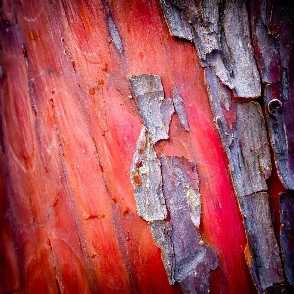 Tree Bark 12x12 Crop 1223 Photography Art | Michael Malandra Fine Art & Photography
