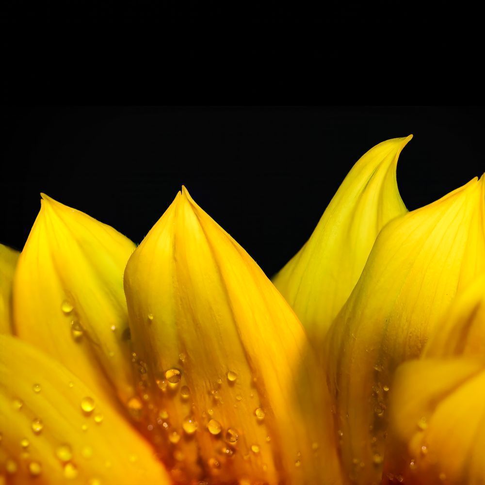 Yellow Flower Macro 12x12 Crop 1223 Photography Art | Michael Malandra Fine Art & Photography