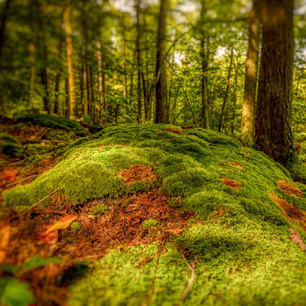 E8 A8443 Edited 0124 12x12 Crop Photography Art | Michael Malandra Fine Art & Photography