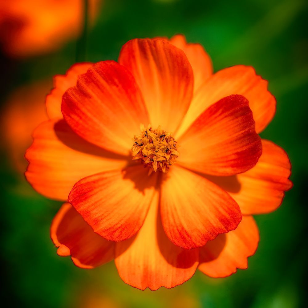 E8 A7558 12x12 Crop 1223 Photography Art | Michael Malandra Fine Art & Photography