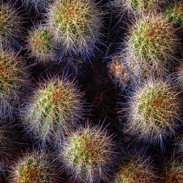 E8 A7574 Edited 1123 12x12 Crop Photography Art | Michael Malandra Fine Art & Photography